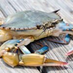 soft shell crab on the dock