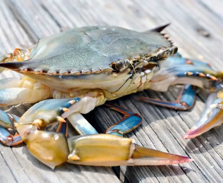 soft shell crab on the dock