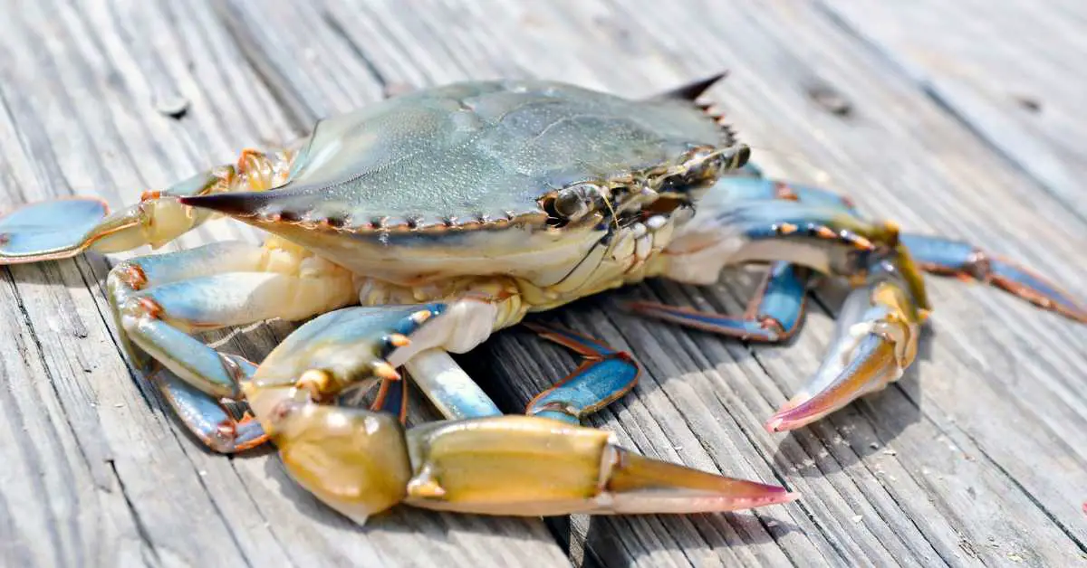 soft shell crab on the dock