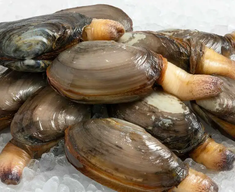 Are Soft Shell Clams Really Soft