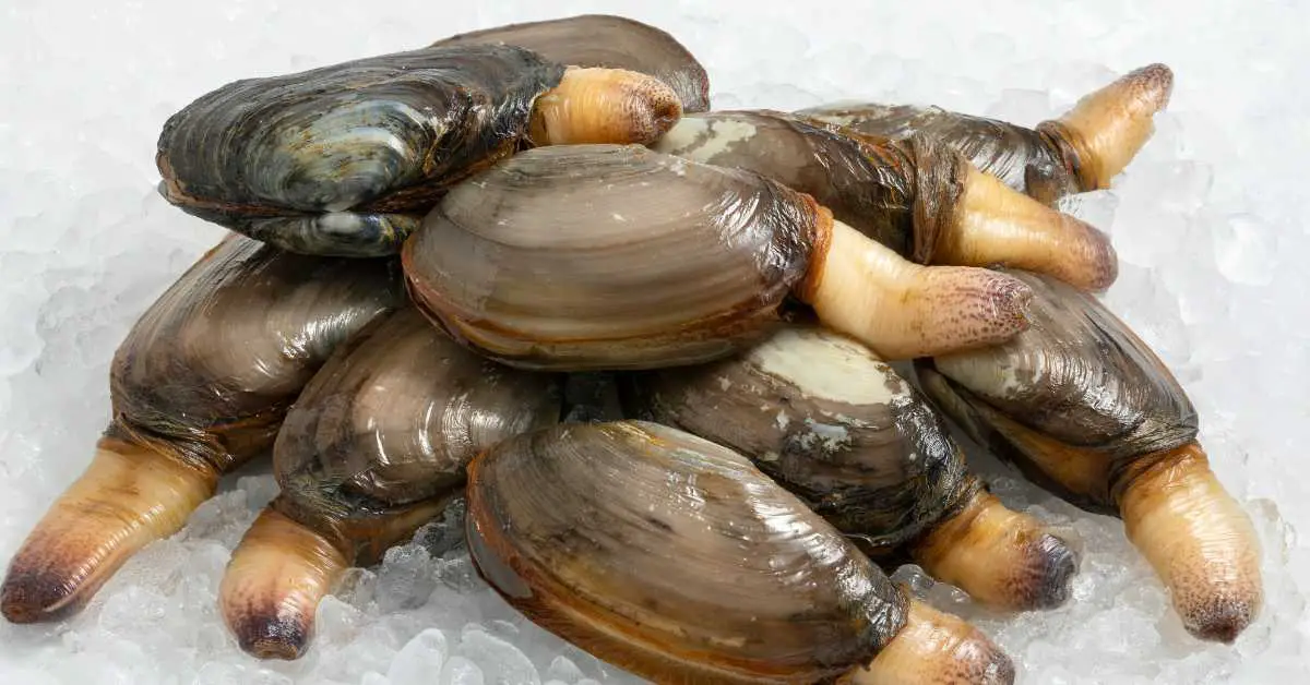 Are Soft Shell Clams Really Soft