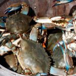 how many crabs in a bushel. bushel of blue crabs