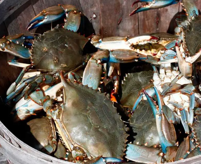 how many crabs in a bushel. bushel of blue crabs