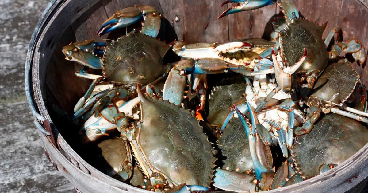 how many crabs in a bushel. bushel of blue crabs