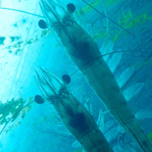 shrimp swimming, underwater view