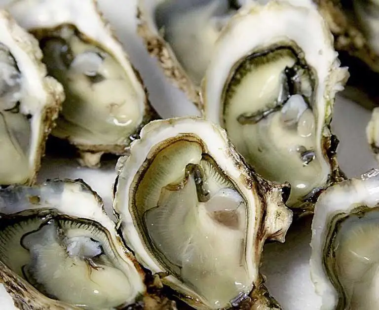 are oysters low carb