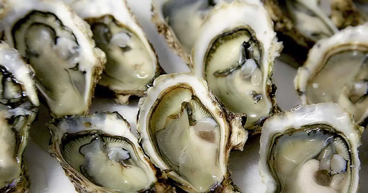 are oysters low carb